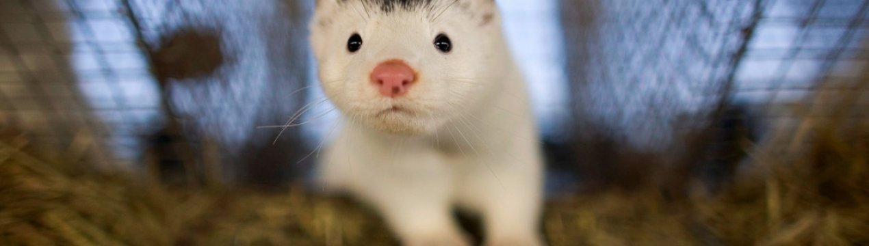 Covid19 вирішив проблему норківських ферм на тлі політичного протидії