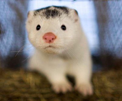 Covid19 вирішив проблему норківських ферм на тлі політичного протидії