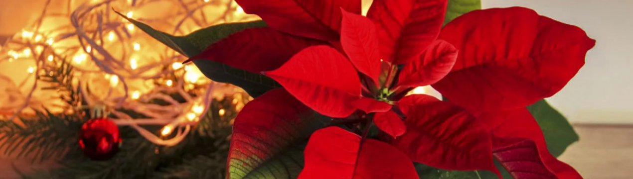 Пора: як підготувати пуансетію до зими, щоб вона зацвіла на Різдво
