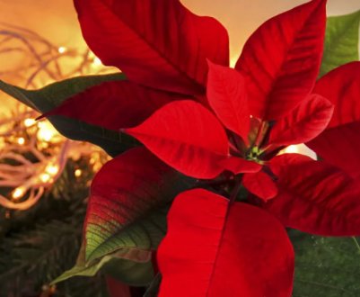 Пора: як підготувати пуансетію до зими, щоб вона зацвіла на Різдво
