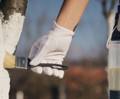 5 недорогих супер-сумішей для відбілювання: вони захистять дерева і не вдарять по кишені