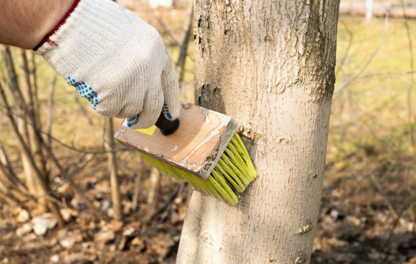 Вапнянка для дерев Вапнянка для дерев
