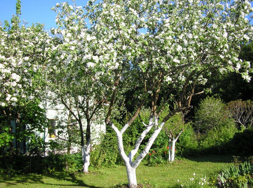 Яблуня на ділянці Яблуня на ділянці