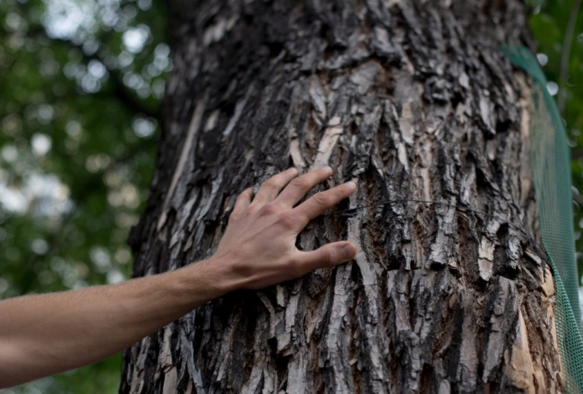 Розмова з деревом Розмова з деревом