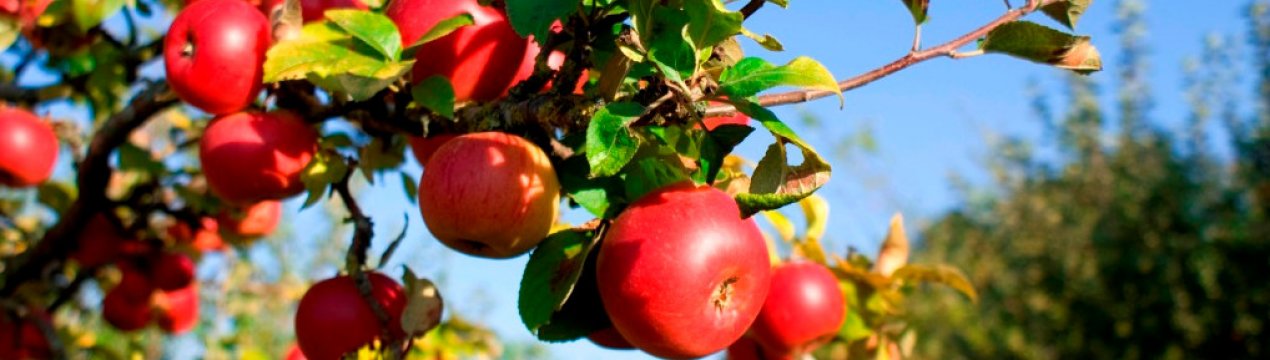 Увчула, як сусідка ругає свої дерева: опитала знайомих дачників — виявляється, багато також так роблять