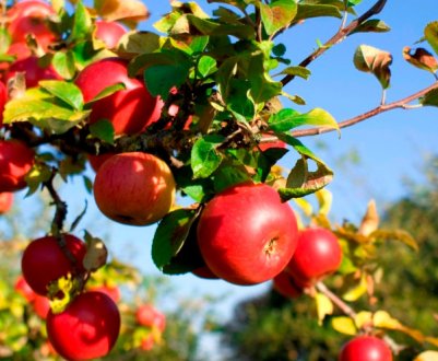 Увчула, як сусідка ругає свої дерева: опитала знайомих дачників — виявляється, багато також так роблять