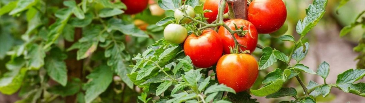 Зарєклась саджати томати взимку і нікому не раджую: у мене на це 3 вагомі причини