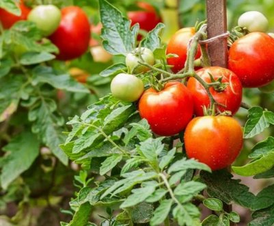 Зарєклась саджати томати взимку і нікому не раджую: у мене на це 3 вагомі причини