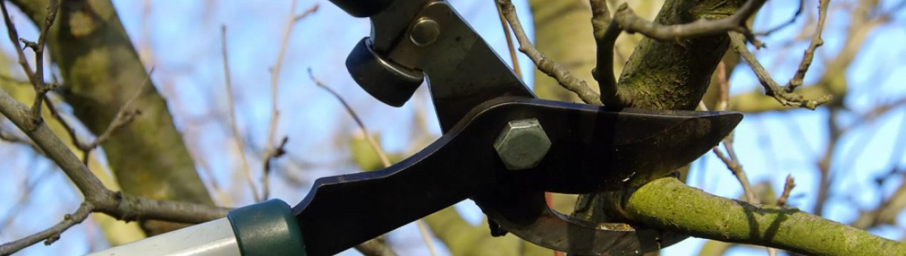 Чому я не обрізаю фруктові дерева осінню, а роблю це весною: врожай, до речі, від цього не впадає