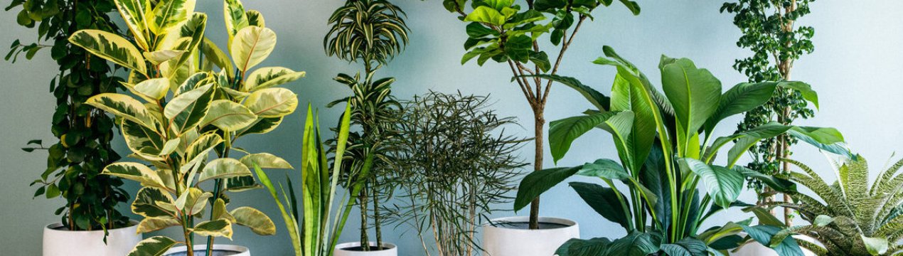 Мої рослини-«алкоголіки»: підживлюю пивом і водкою свої квіти і вони радують мене швидким ростом