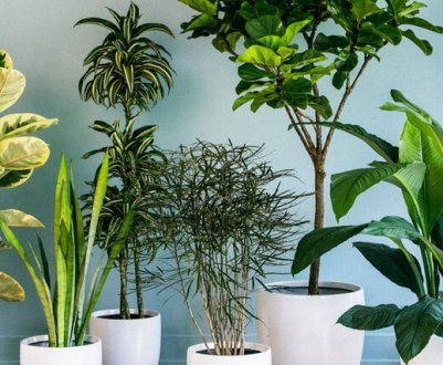 Мої рослини-«алкоголіки»: підживлюю пивом і водкою свої квіти і вони радують мене швидким ростом