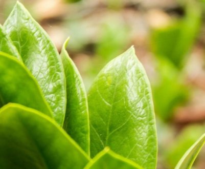 Чому жовтіє листя у заміокулькаса