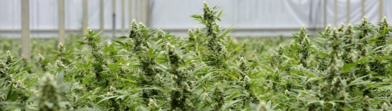Стало відомо, скільки можна заробити, вирощуючи коноплю в Україні