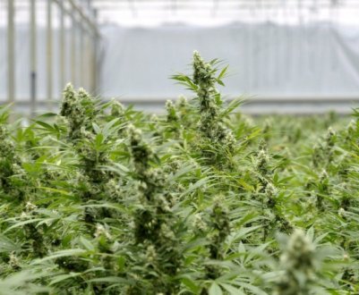 Стало відомо, скільки можна заробити, вирощуючи коноплю в Україні