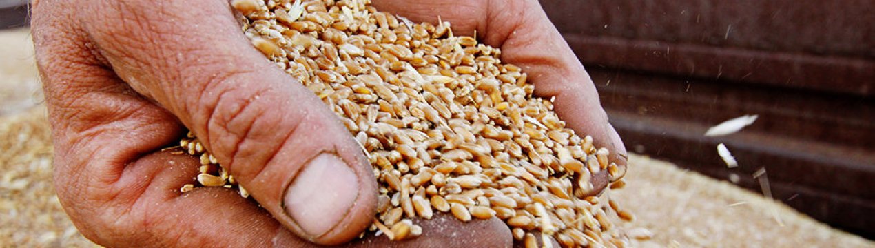 Єгипет може отримати більше українського зерна вже у наступному році