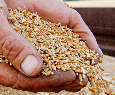 Єгипет може отримати більше українського зерна вже у наступному році