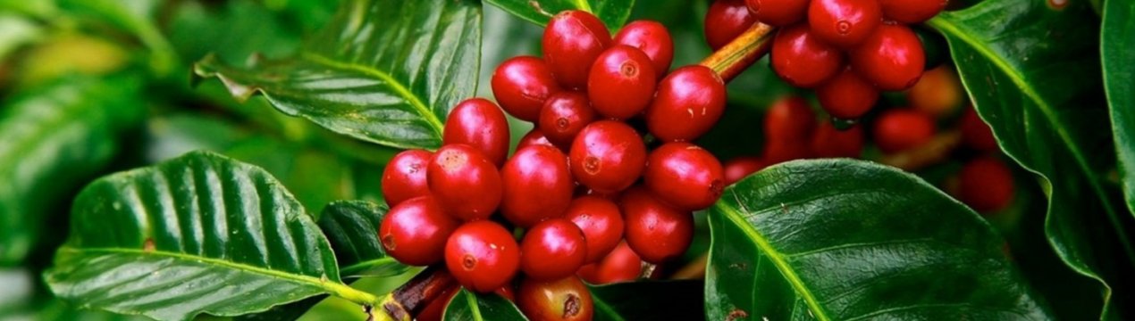 Вирощування екзотичних культур в Україні: Кавове дерево