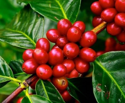 Вирощування екзотичних культур в Україні: Кавове дерево