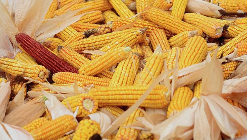 Китайцы увеличили импорт кукурузы из Украины в 4 раза