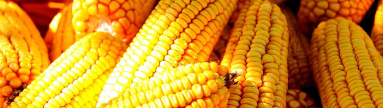 Китайці збільшили імпорт кукурудзи з України у 4 рази