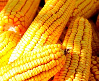 Китайці збільшили імпорт кукурудзи з України у 4 рази