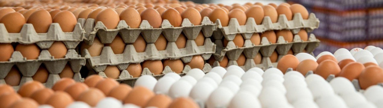 В Україні відзначається зниження виробництва яєць