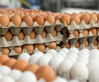 В Україні відзначається зниження виробництва яєць