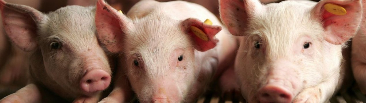 Підвищення цін на корми - основна причина скорочення поголів'я свиней в Україні