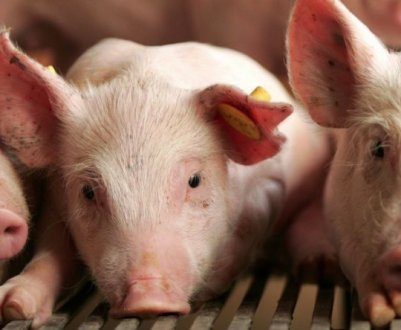 Підвищення цін на корми - основна причина скорочення поголів'я свиней в Україні
