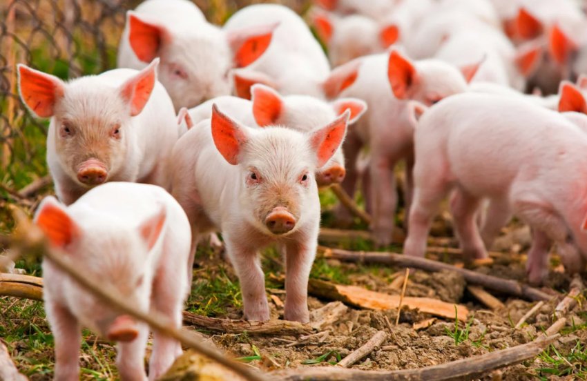 Свинарня Свинарня