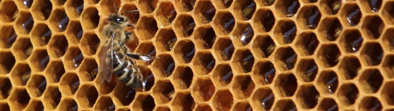 Україна — новий лідер у поставках меду в країни ЄС