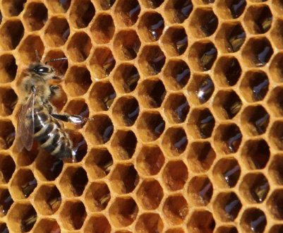 Україна — новий лідер у поставках меду в країни ЄС