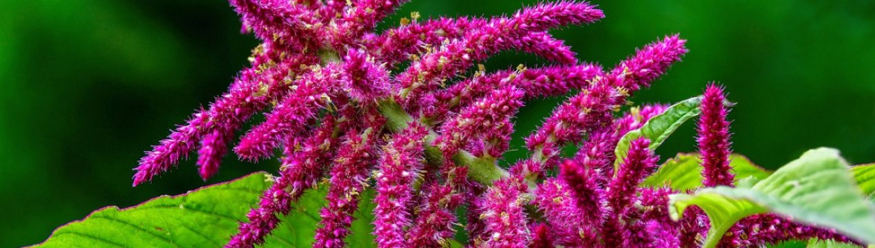 Експерт: попит на вирощування амаранту в центральній частині України буде зростати