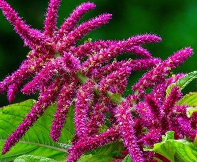 Експерт: попит на вирощування амаранту в центральній частині України буде зростати