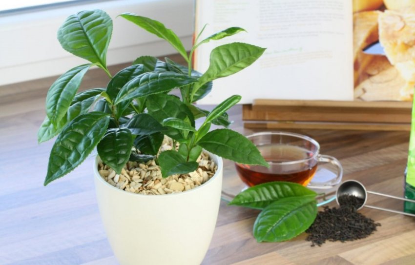 Чайне дерево в горщику Чайне дерево в горщику