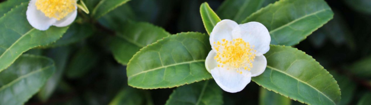 Чай більше не купую — росте на підвіконні! Розкажу, як виростй чайне дерево вдома