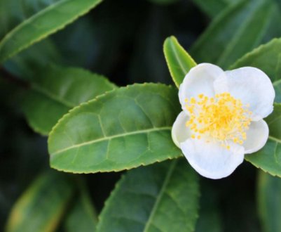 Чай більше не купую — росте на підвіконні! Розкажу, як виростй чайне дерево вдома