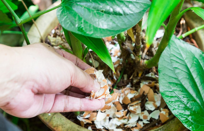 Яєчна шкаралупа для кімнатних рослин