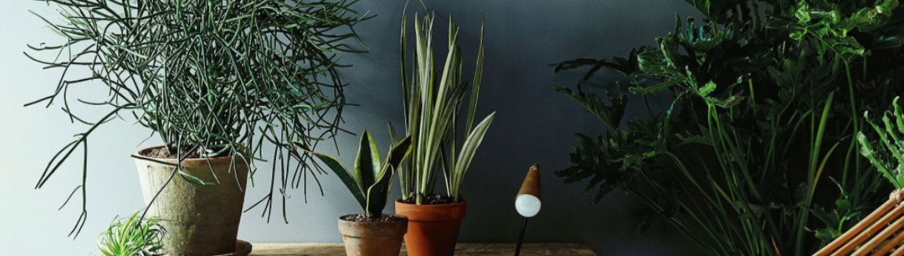 Не такі безпечні, як може здатися! Які народні рецепти можуть завдати шкоди ваших кімнатних рослин?