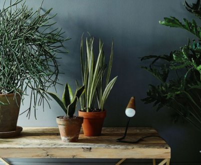 Не такі безпечні, як може здатися! Які народні рецепти можуть завдати шкоди ваших кімнатних рослин?