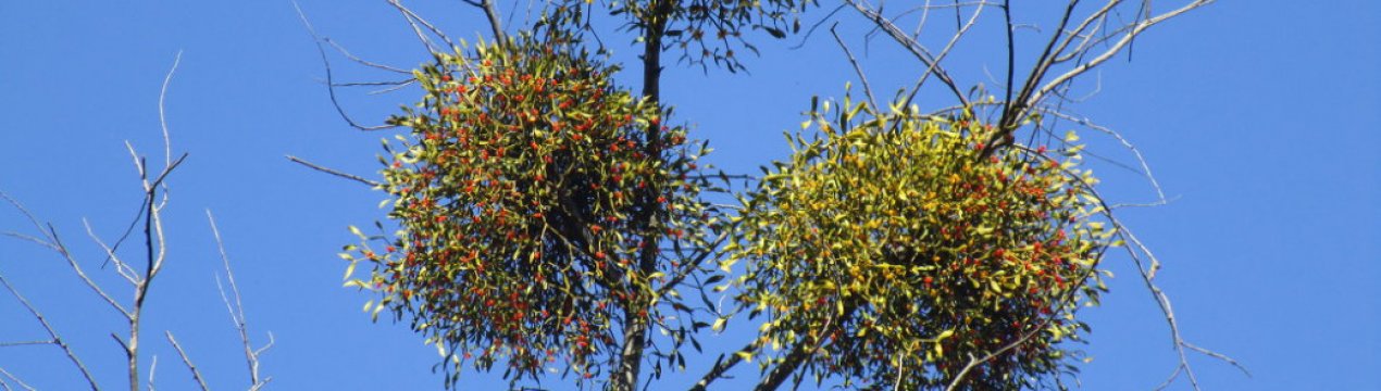 На деревах поселилась омела: варто чи й далі боротися