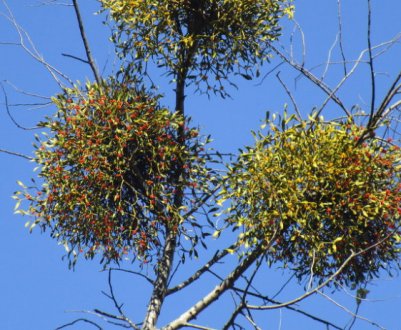 На деревах поселилась омела: варто чи й далі боротися