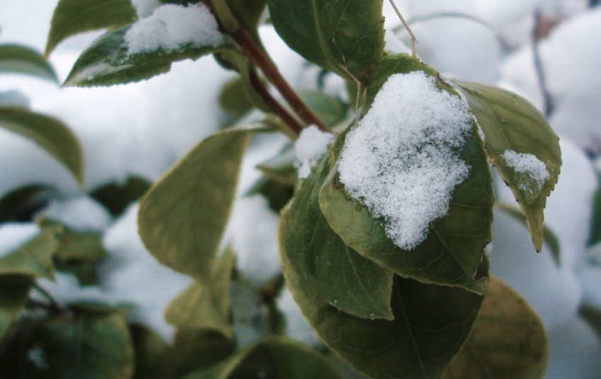 Листя на дереві зимою Листя на дереві зимою