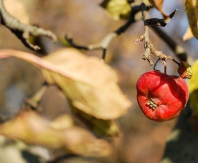 Чому не з усіх дерев випадають листя?