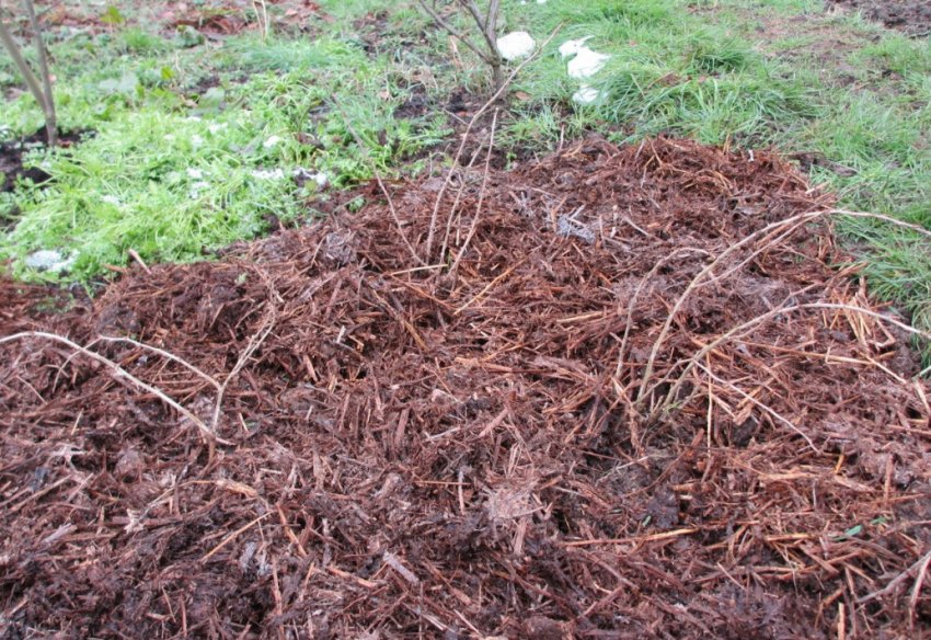 Мульчування кущів