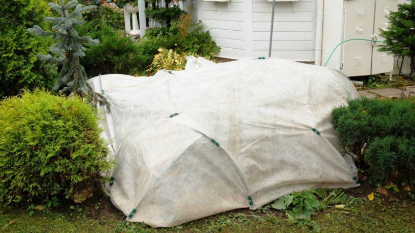 Укриття кущів на зиму