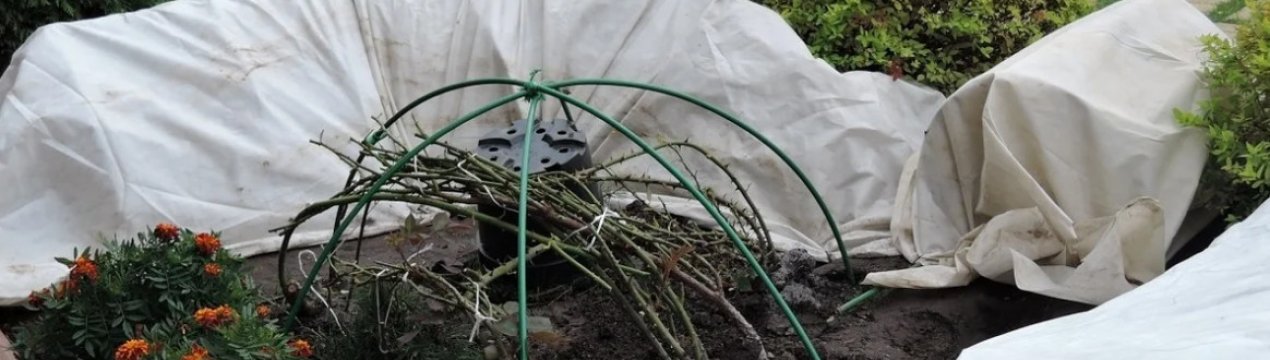 3 способи захистити кущі від морозу