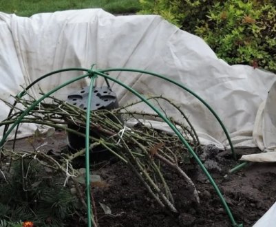 3 способи захистити кущі від морозу