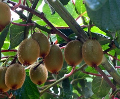 Ківі — вигідна культура для вирощування в Україні