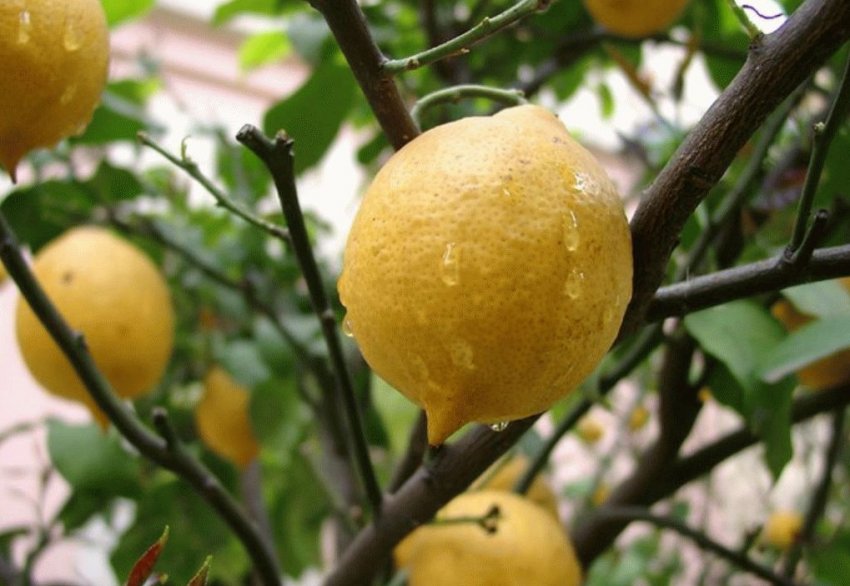 Вирощування лимонів